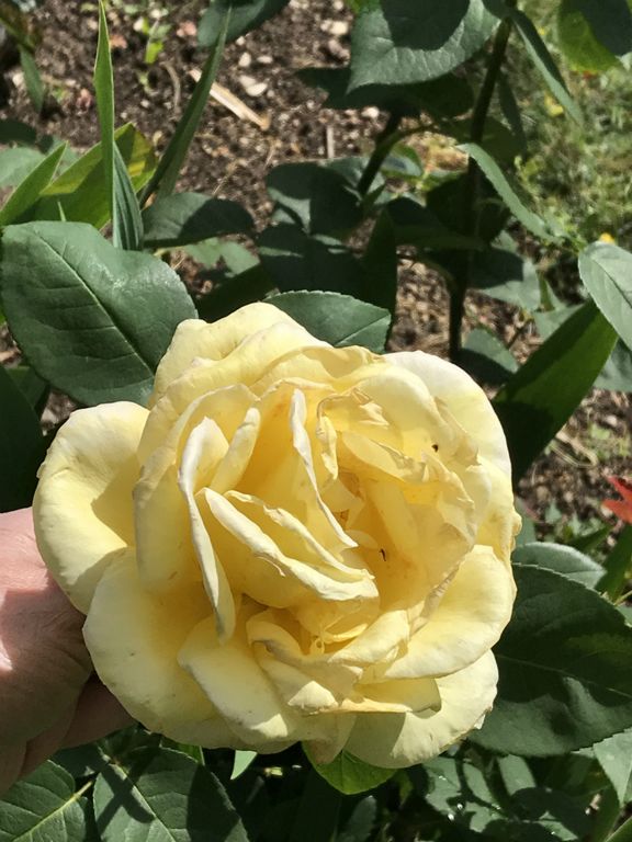 Rose in the garden at La Marotiere at Mareuil-sur-Äy